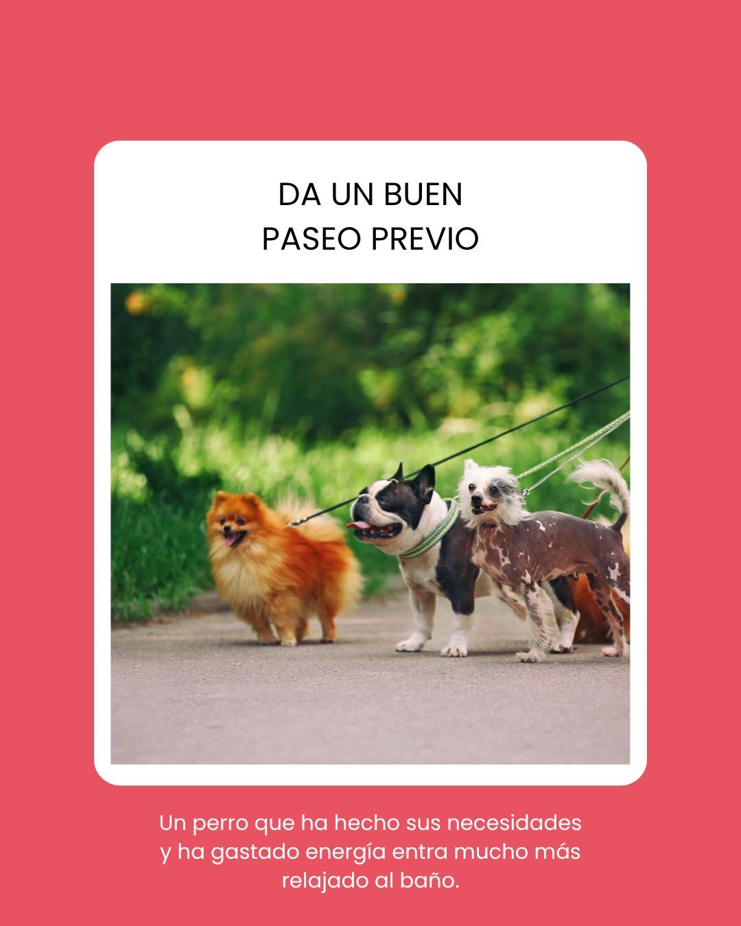 Tres perros felices paseando, listos para su sesión de peluquería