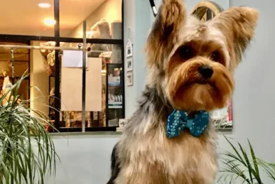 Perro peluquín recién arreglado