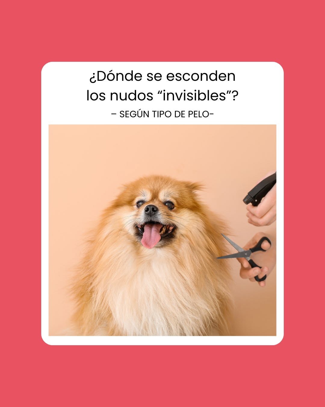 Cliente de Mimados, perro con pelaje perfectamente arreglado