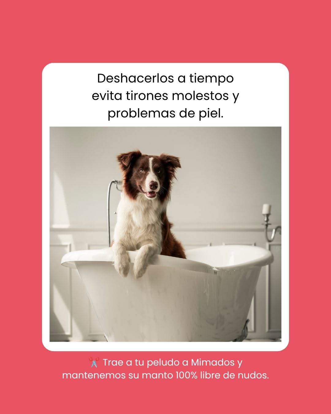 Perro tierno recibiendo cariño